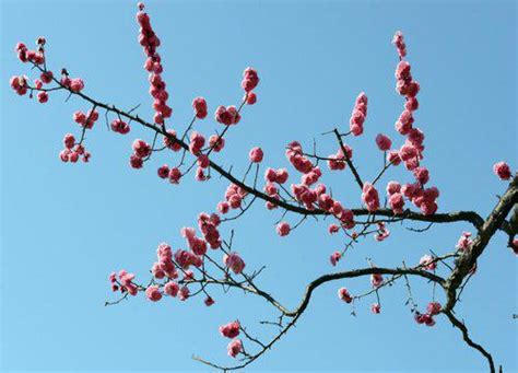 梅花風水|【梅花風水】梅花風水的象徵意涵與禁忌：居家擺設指南